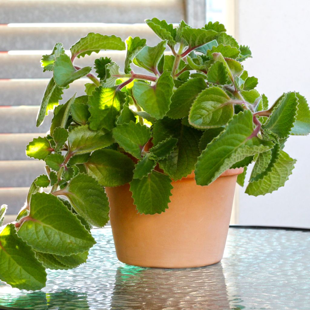 Plectranthus fragrantissimum amboinicus - Origano cubano