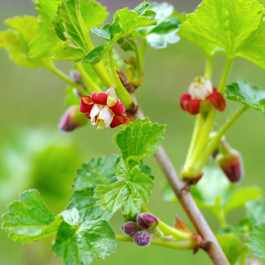 Ribes x nidigrolaria Jostaberry - Josta