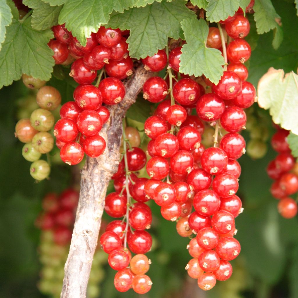 Ribes rubrum Jonkheer van Tets - Ribes rosso