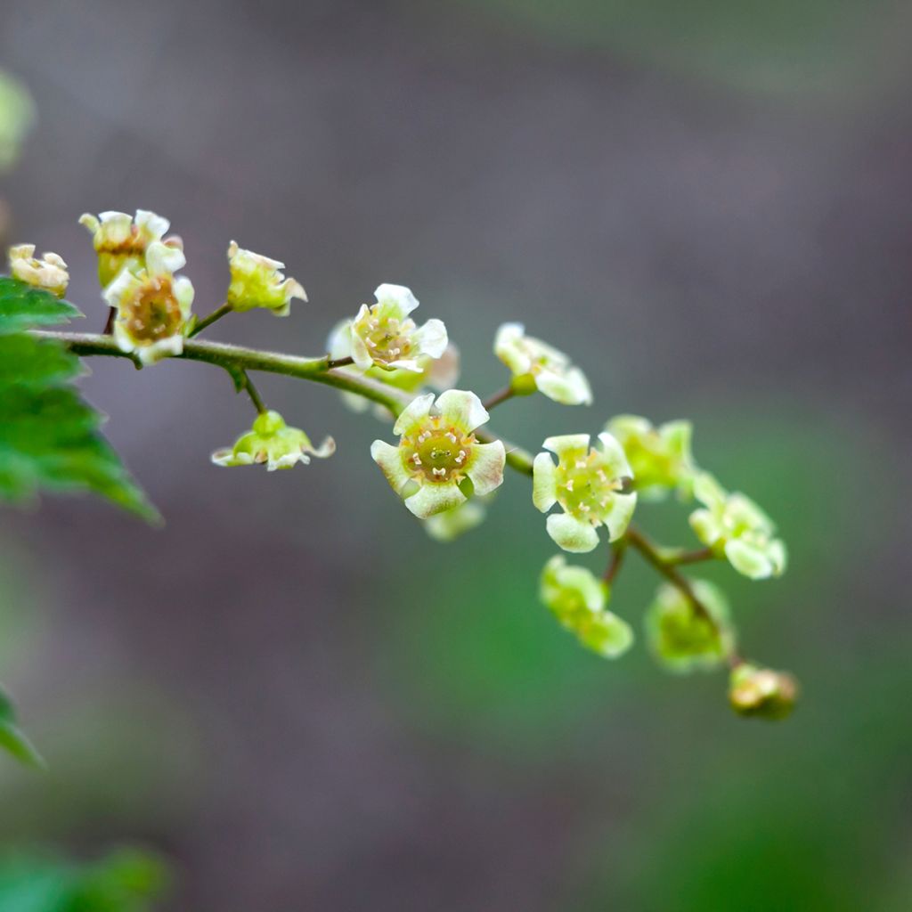 Ribes rubrum Jonkheer van Tets - Ribes rosso