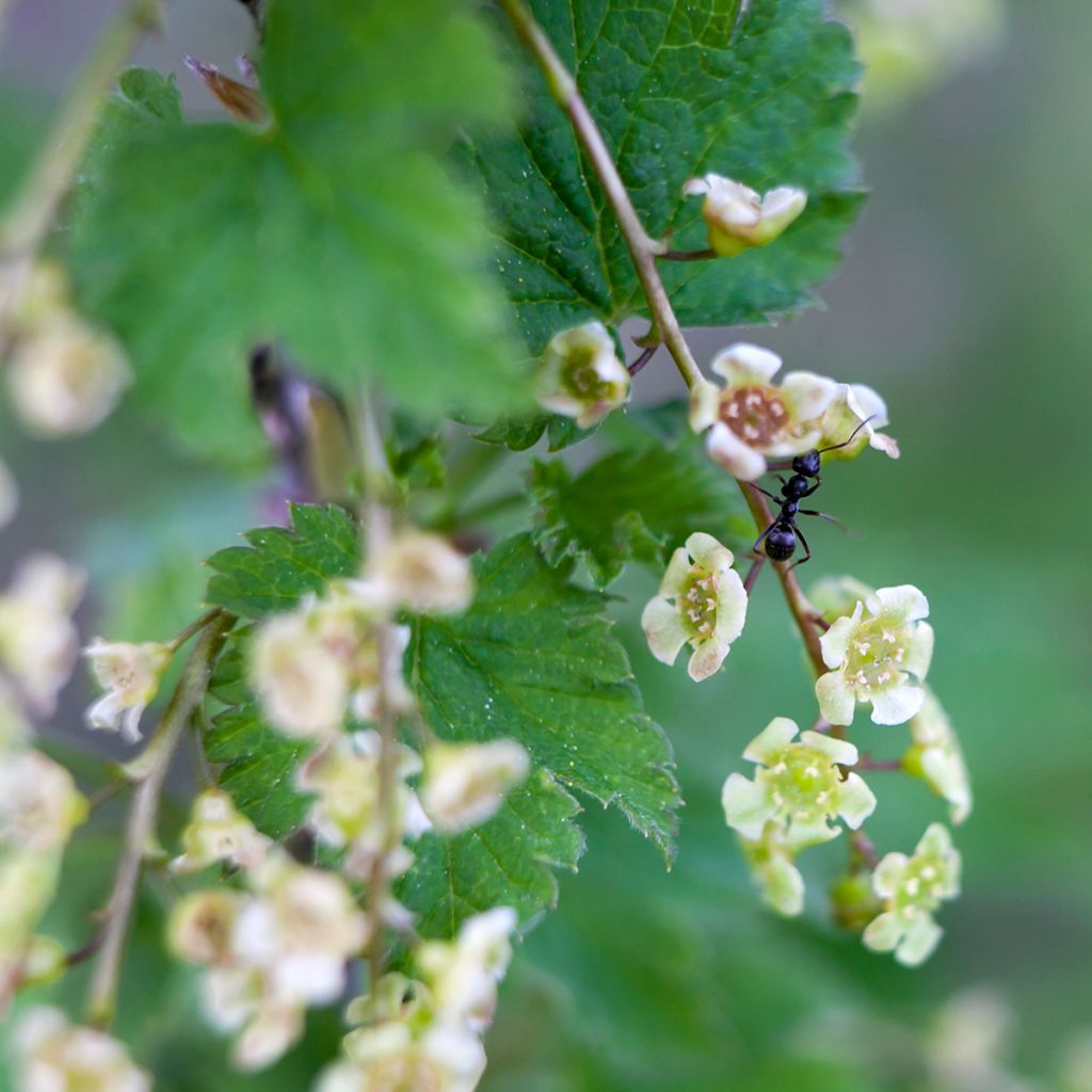 Ribes rubrum Jonkheer van Tets - Ribes rosso