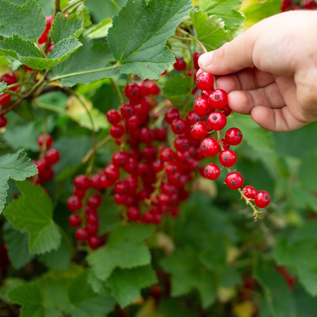 Ribes rubrum Jonkheer van Tets - Ribes rosso