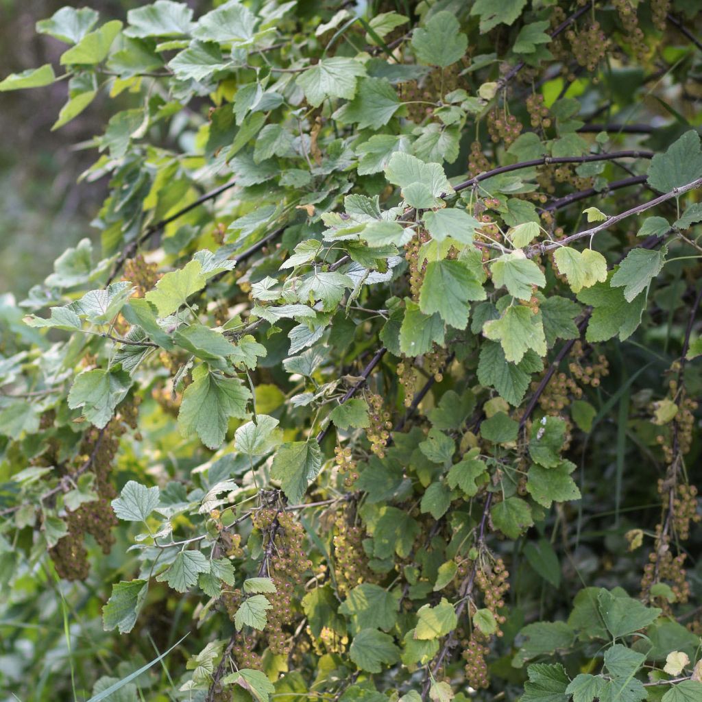 Groseillier à grappes Hollande blanche - Ribes rubrum