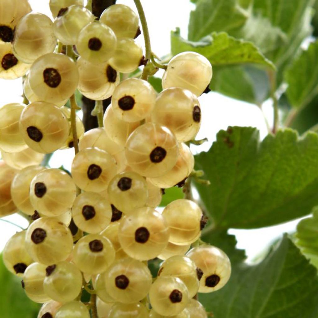 Ribes bianco Ribest Blanchette