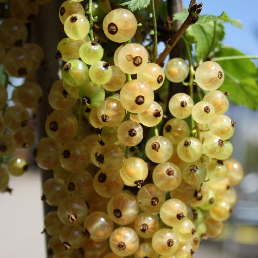 Ribes bianco Weiße aus Jüterbog