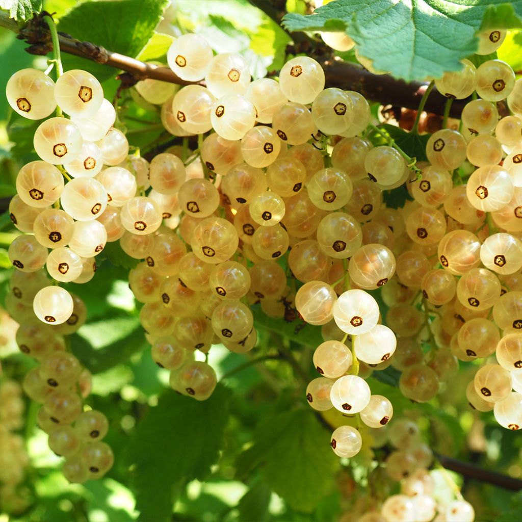 Groseillier à grappes blanches Werdavia - Ribes rubrum