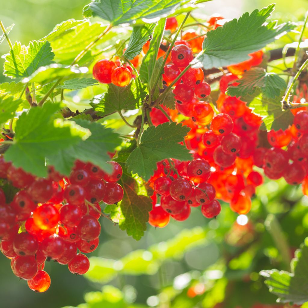 Ribes rosso - Ribes rubrum