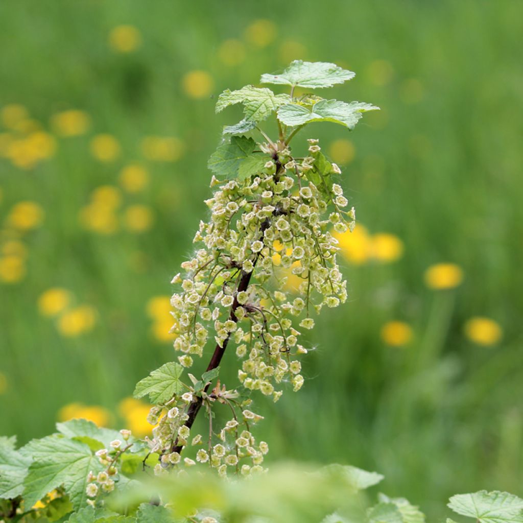 Ribes rosso - Ribes rubrum