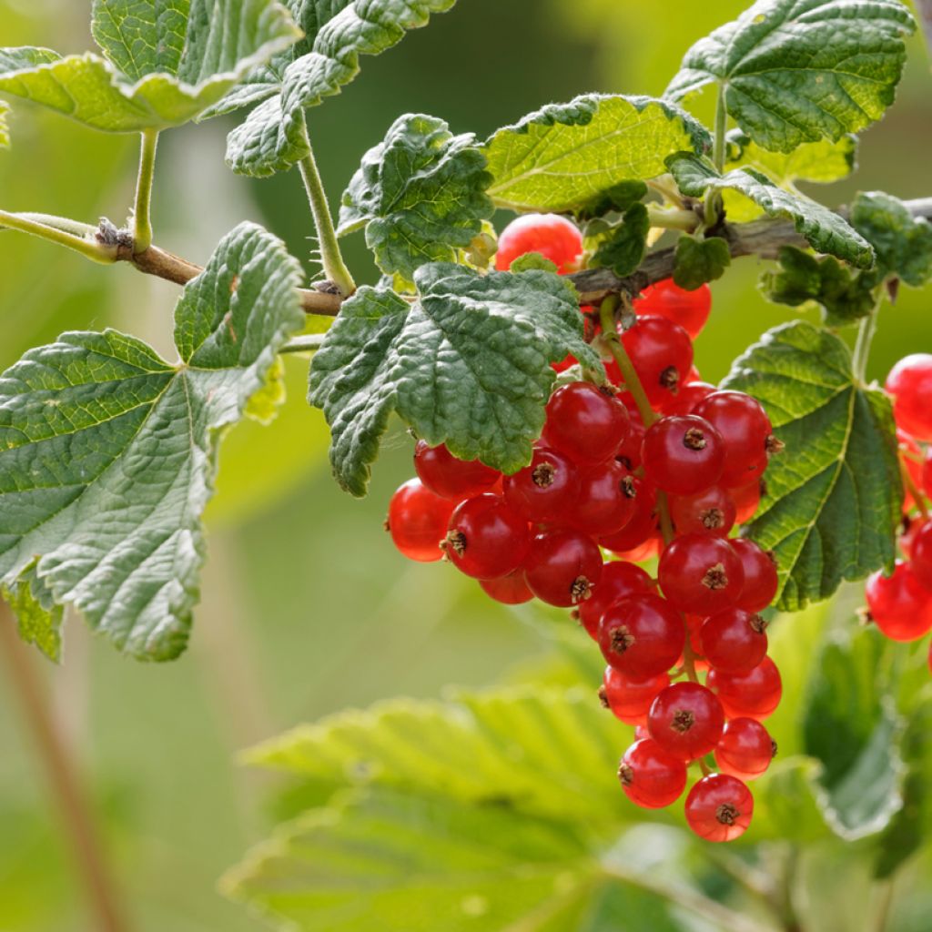 Ribes rosso - Ribes rubrum