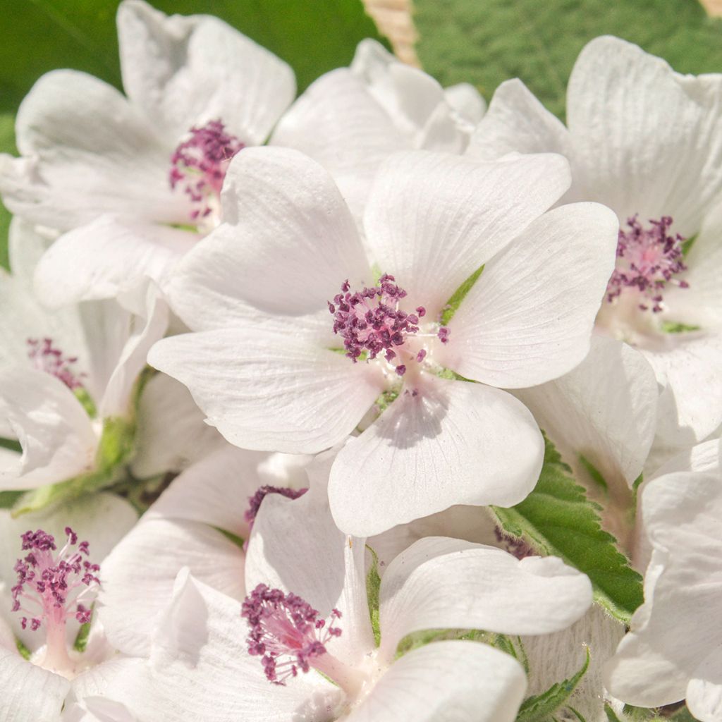 Althaea officinalis - Altea comune