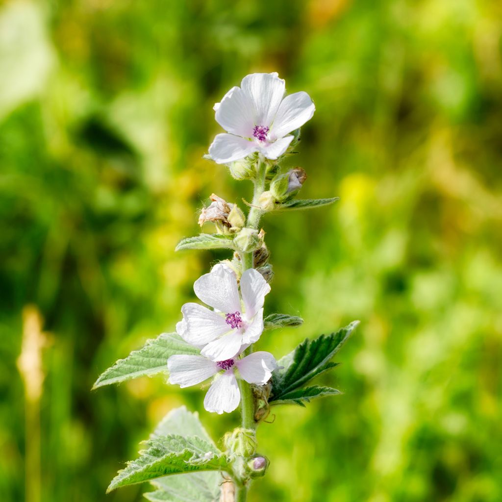 Althaea officinalis - Altea comune