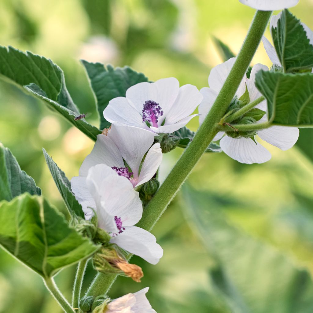 Althaea officinalis - Altea comune