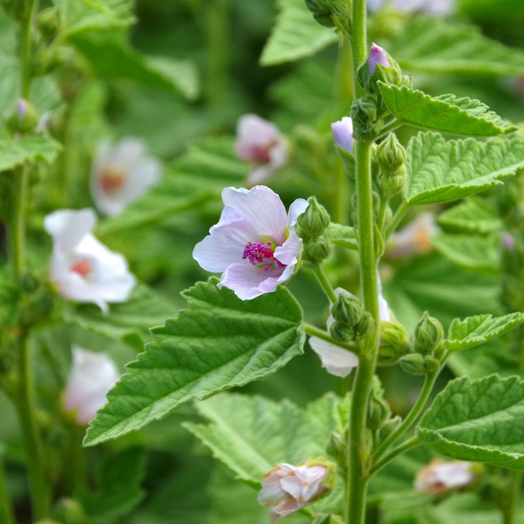 Althaea officinalis - Altea comune