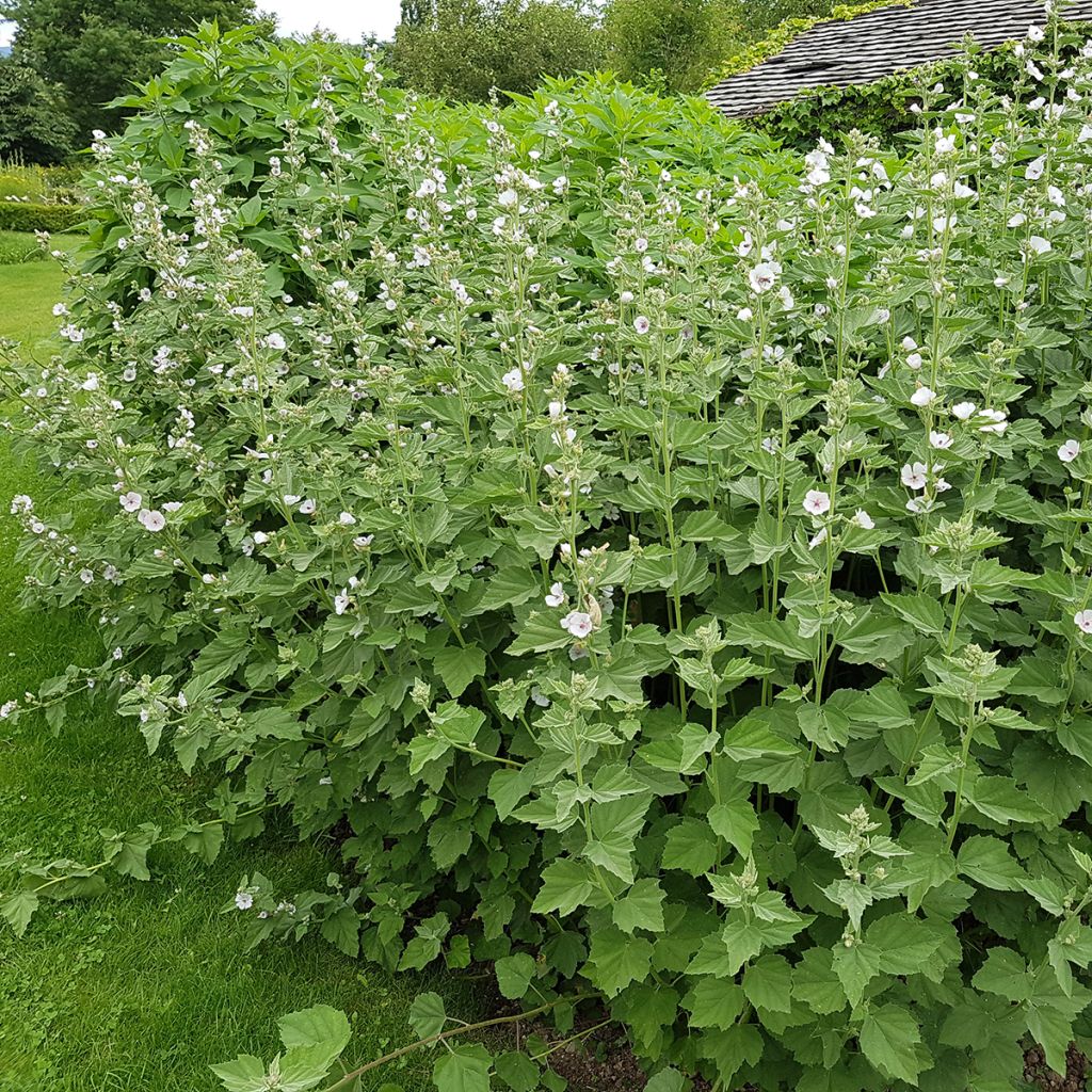 Althaea officinalis - Altea comune