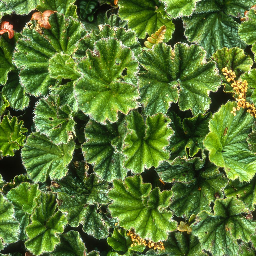 Gunnera magellanica