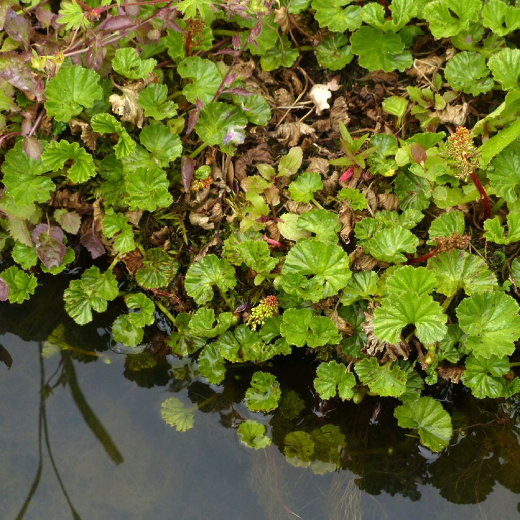 Gunnera magellanica