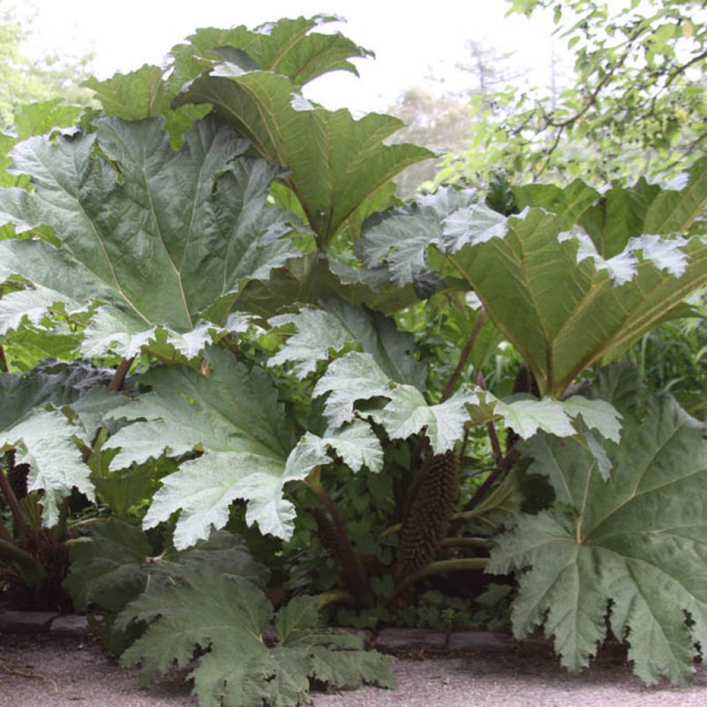 Gunnera tinctoria