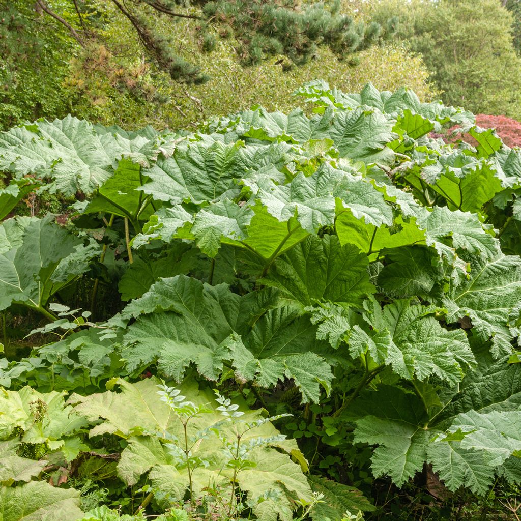 Gunnera tinctoria - Rabarbaro gigante