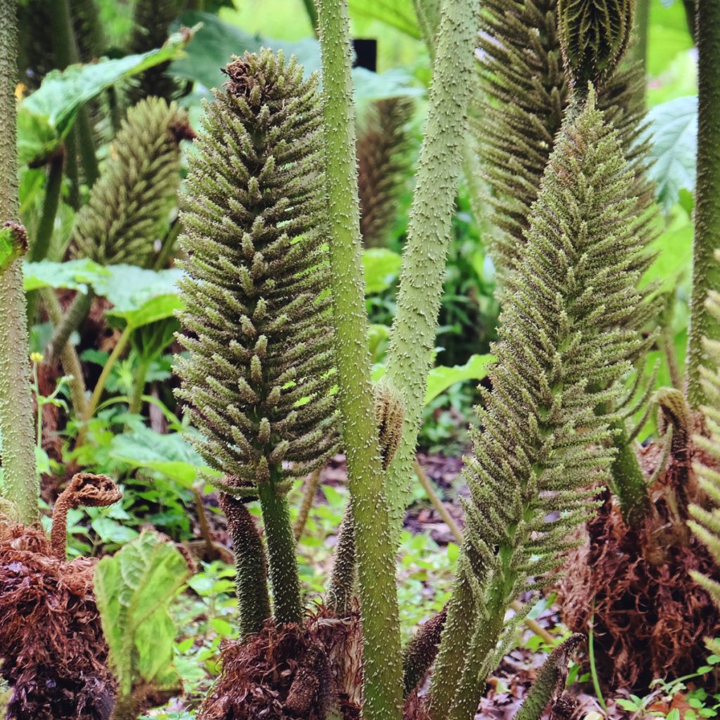 Gunnera tinctoria - Rabarbaro gigante