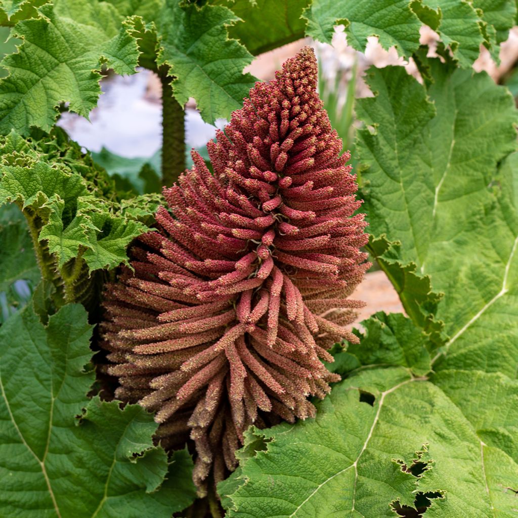 Gunnera tinctoria - Rabarbaro gigante