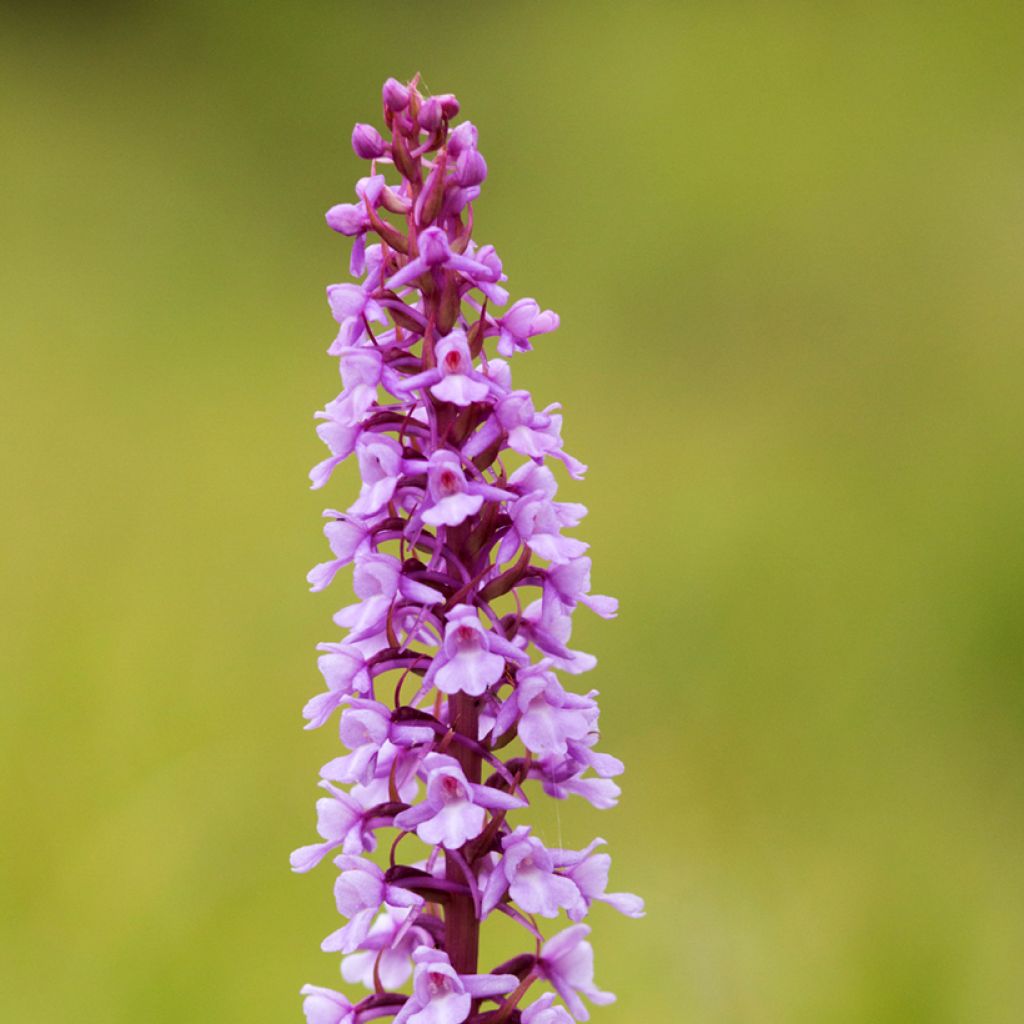 Gymnadenia conopsea - Manina rosea