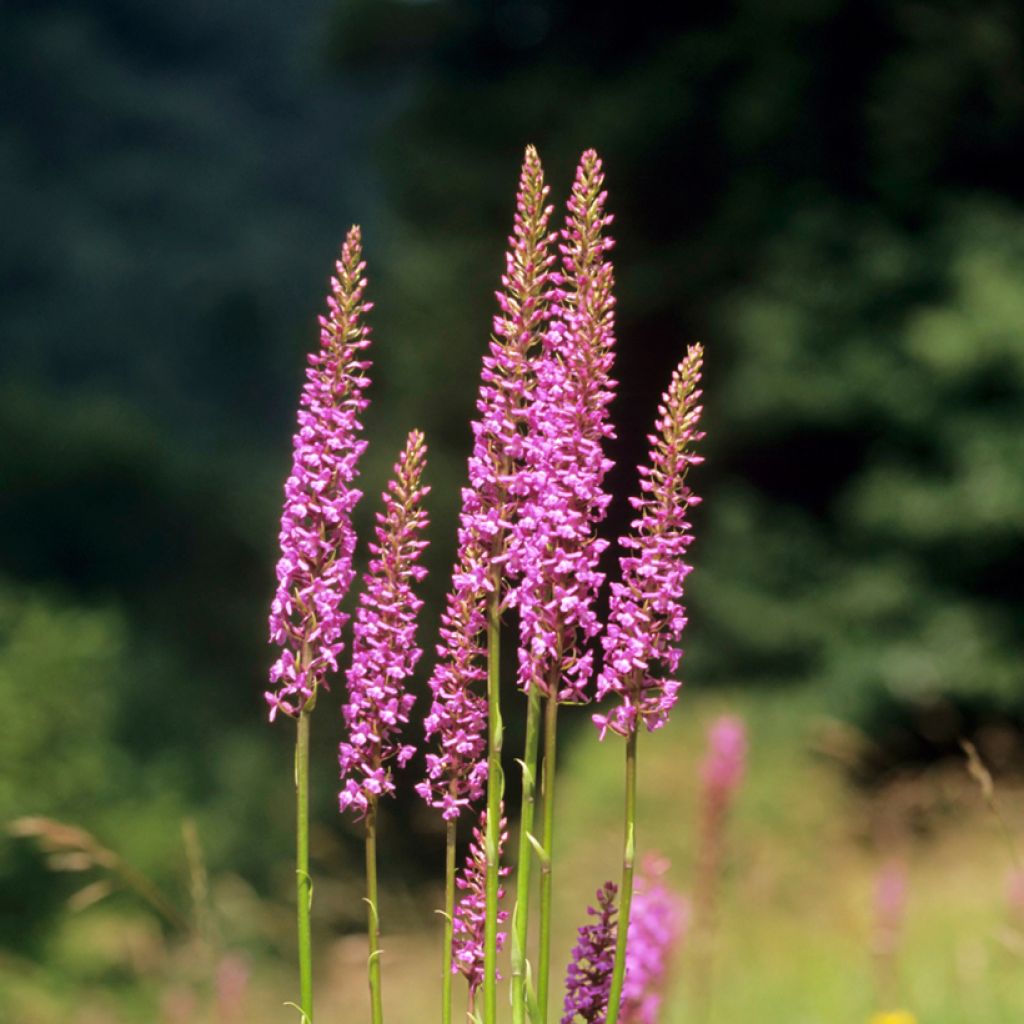 Gymnadenia conopsea - Manina rosea