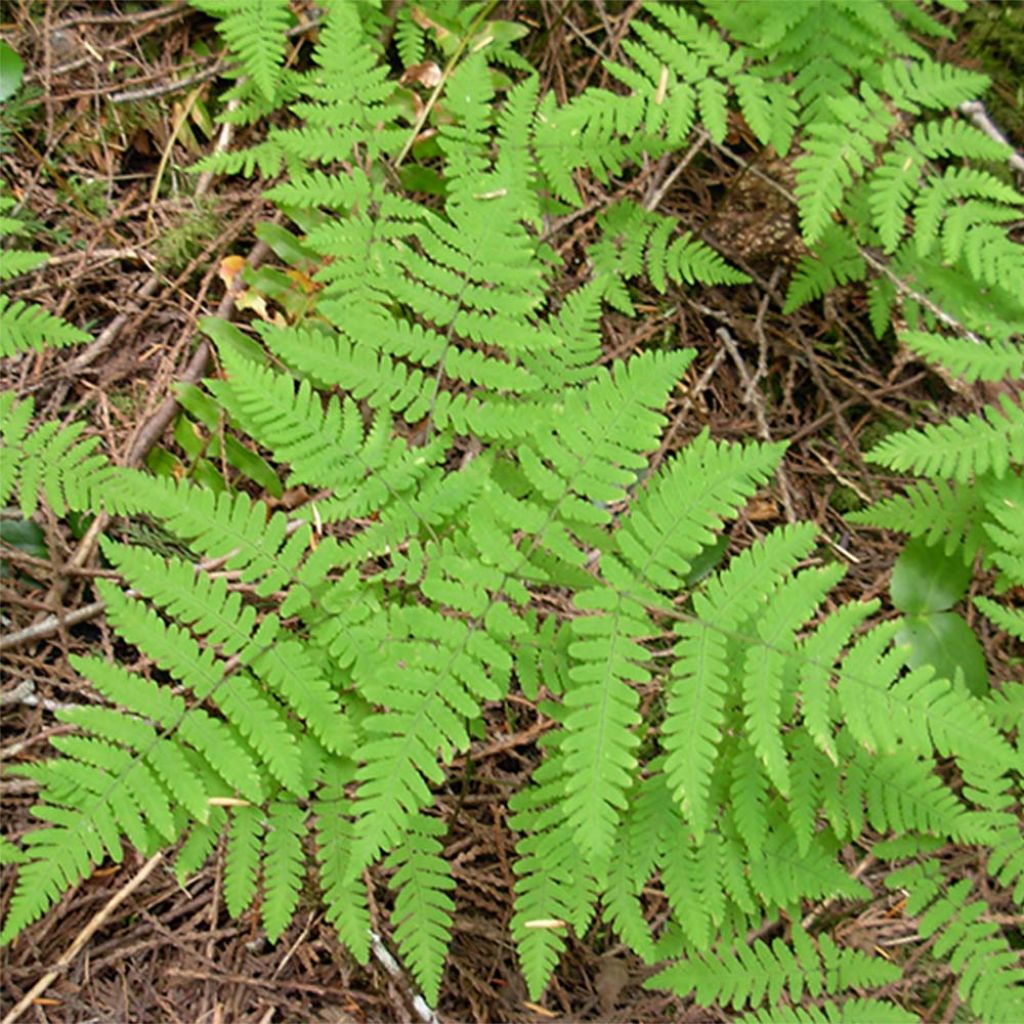 Gymnocarpium dryopteris - Fougère couvre-sol