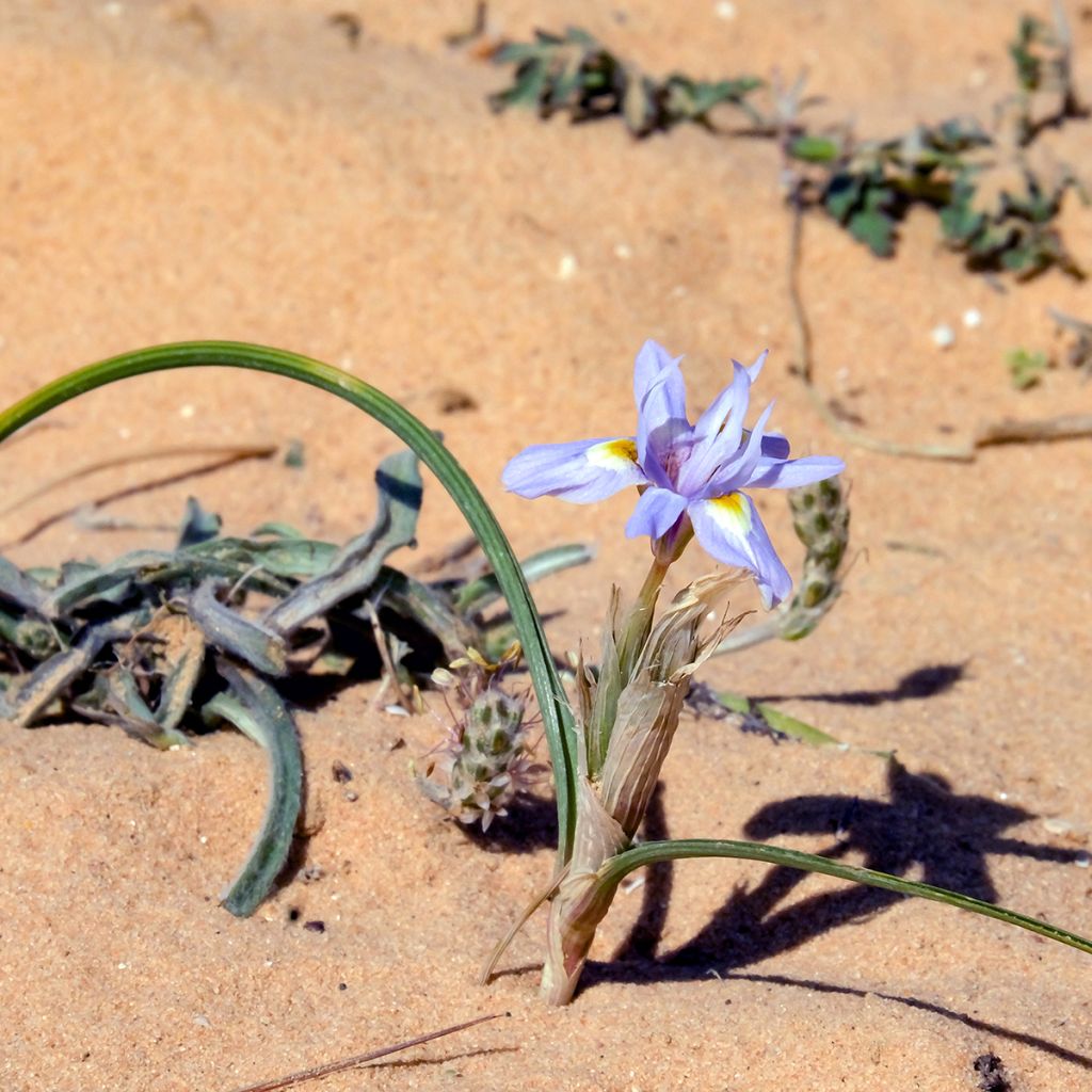 Gynandris sisyrinchium - Iris sisyrinchium