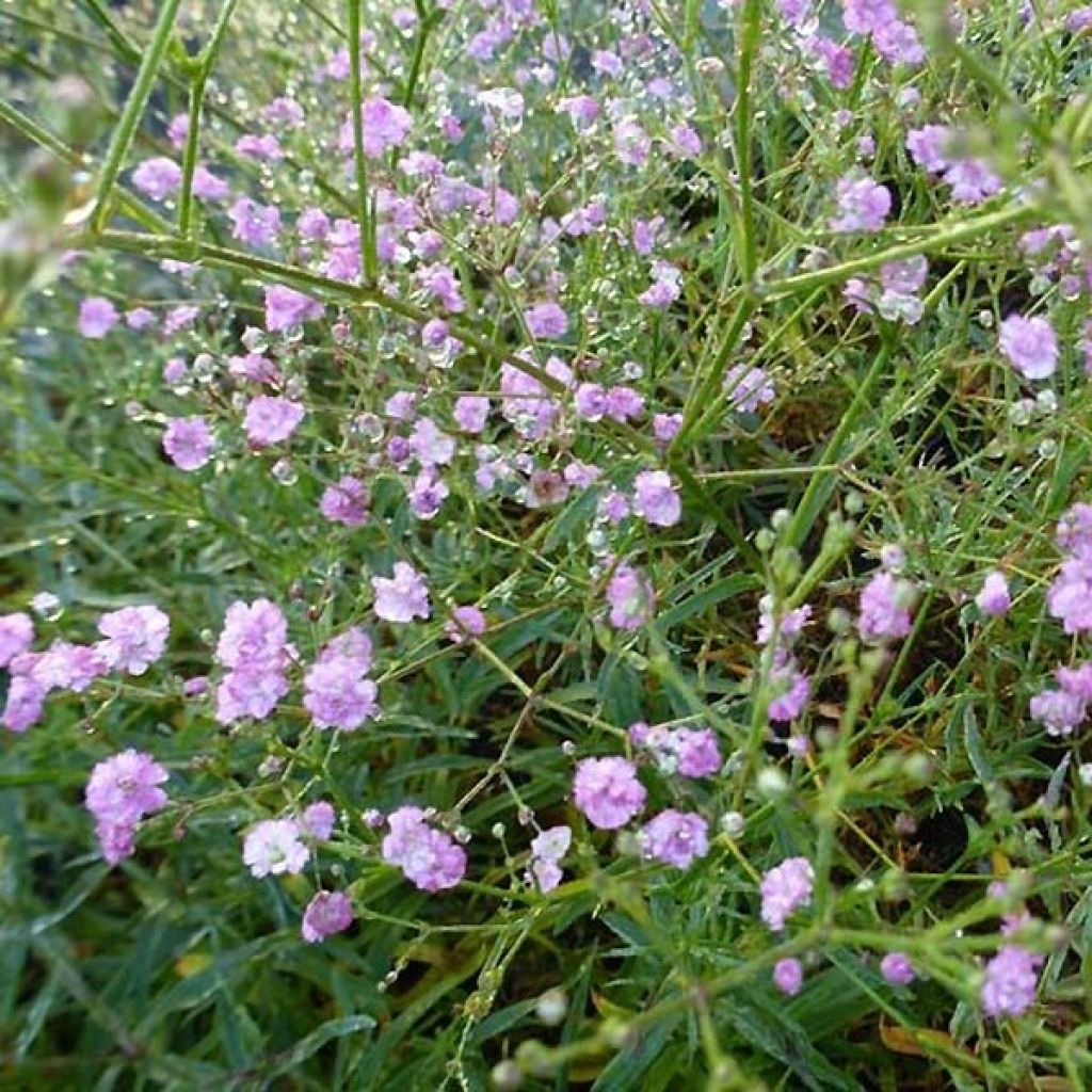 Gypsophile Festival Pink