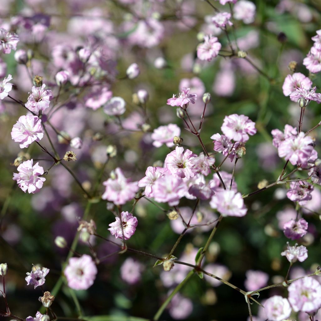 Gypsophila paniculata Festival Pink Lady