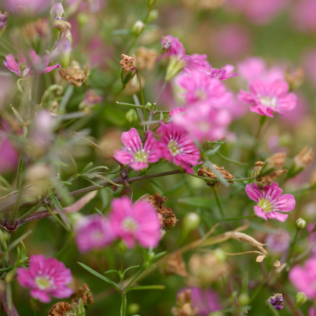 Gypsophila repens Rosa Schönheit