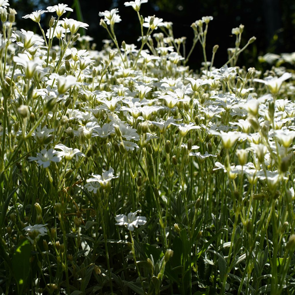 Gypsophila repens Alba