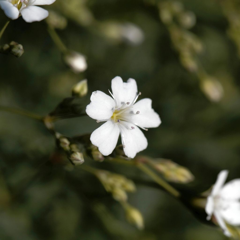 Gypsophila repens Alba