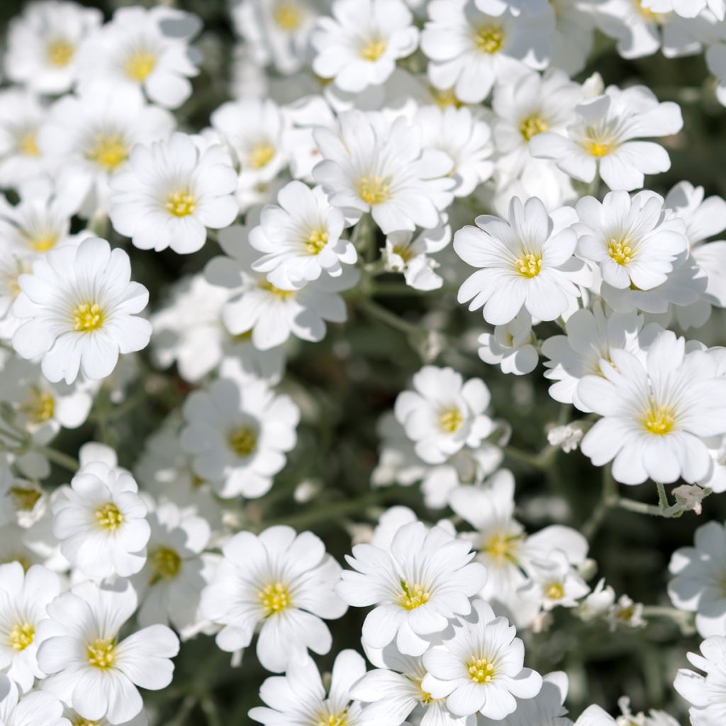 Gypsophila repens Alba