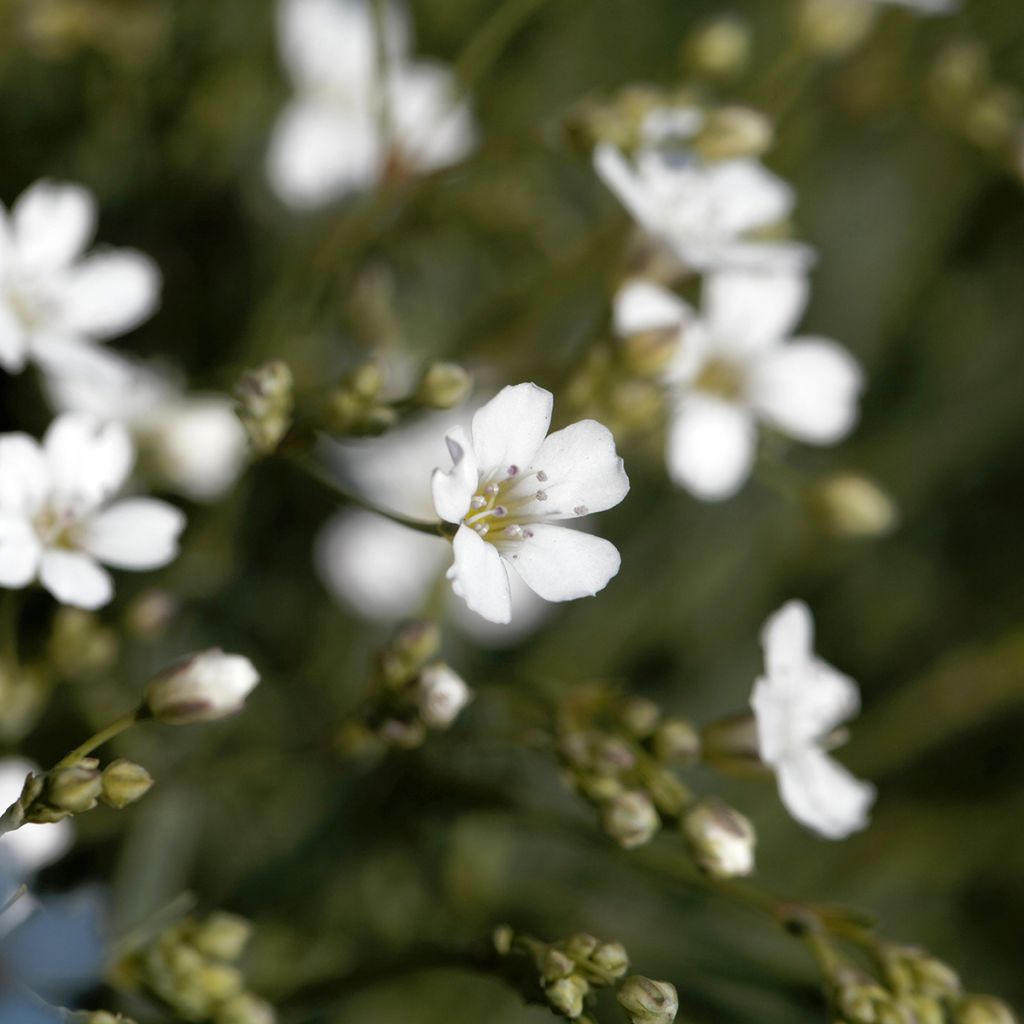 Gypsophila repens Alba