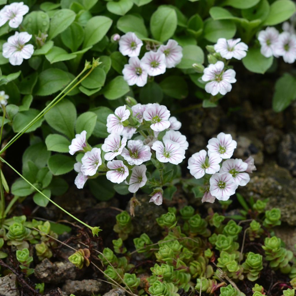 Gypsophila cerastioides