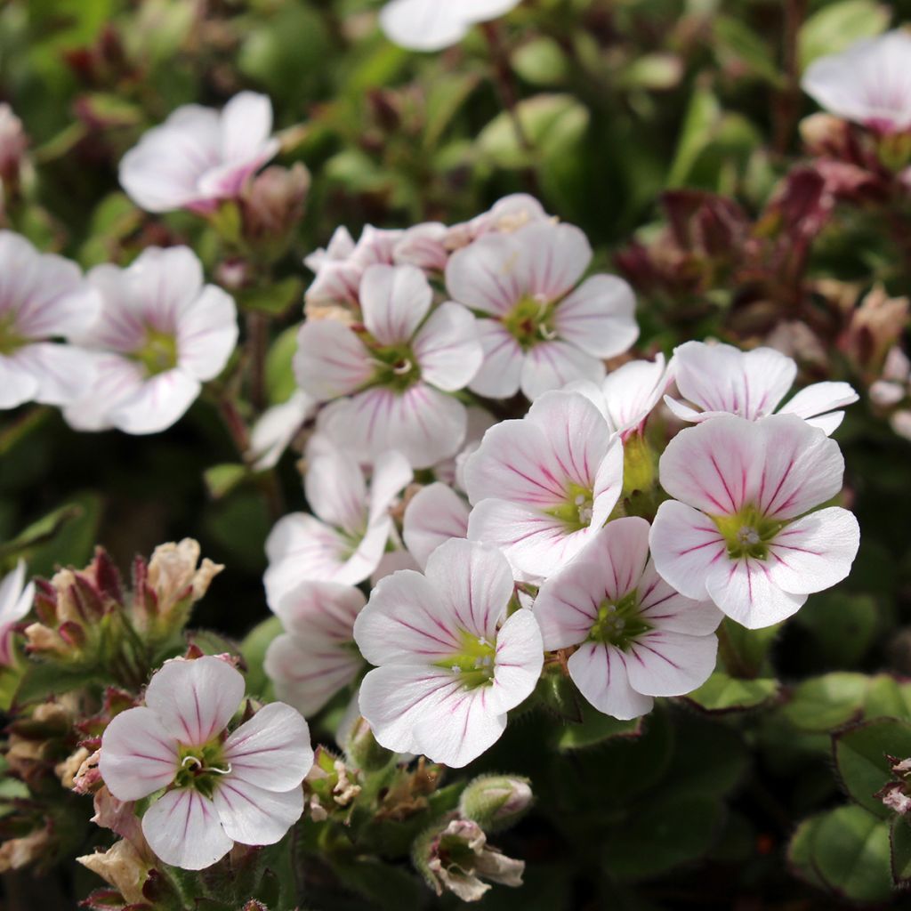 Gypsophila cerastioides