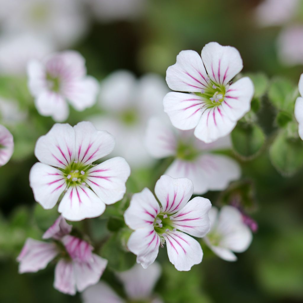 Gypsophila cerastioides