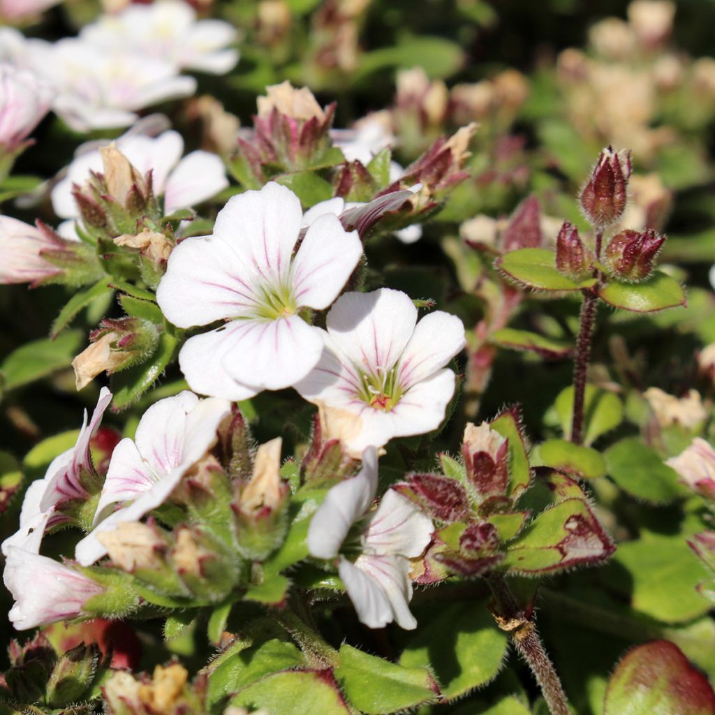 Gypsophila cerastioides