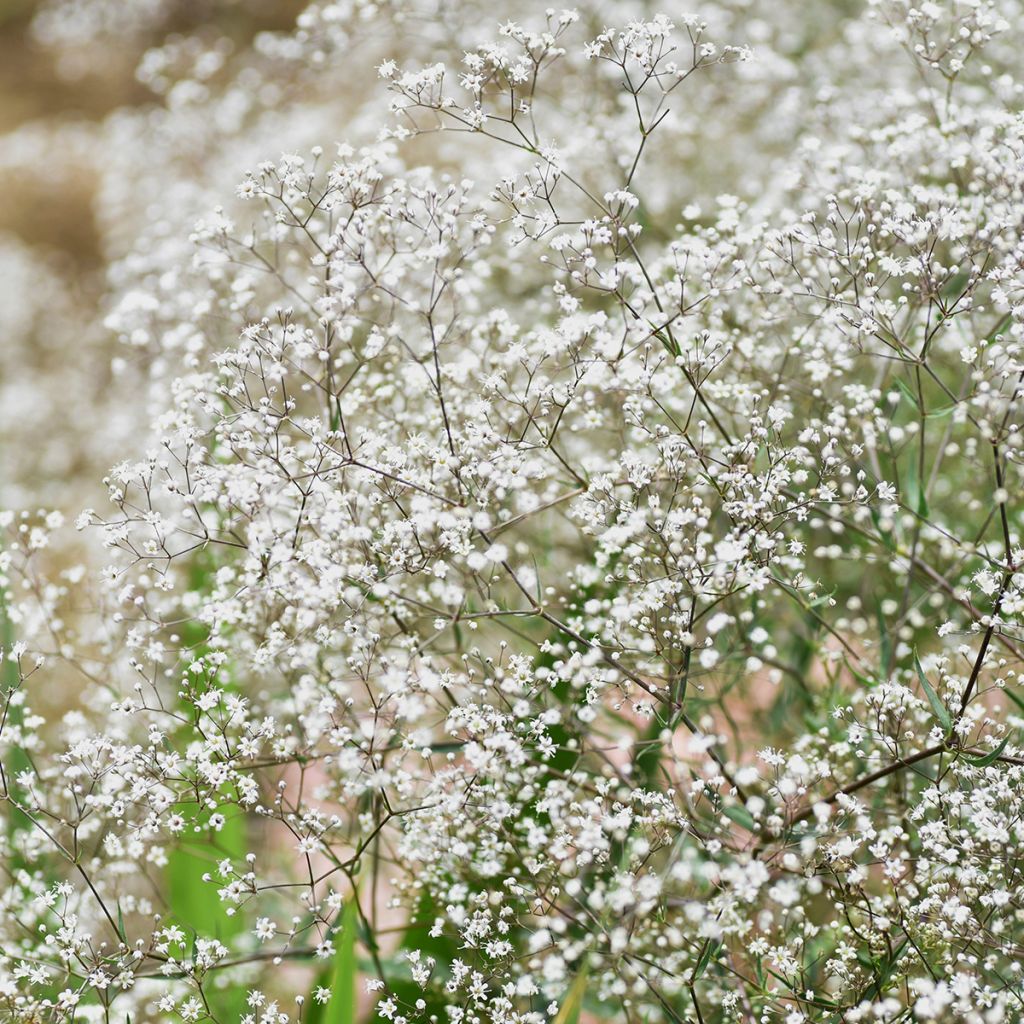 Gypsophila paniculata Schneeflocke