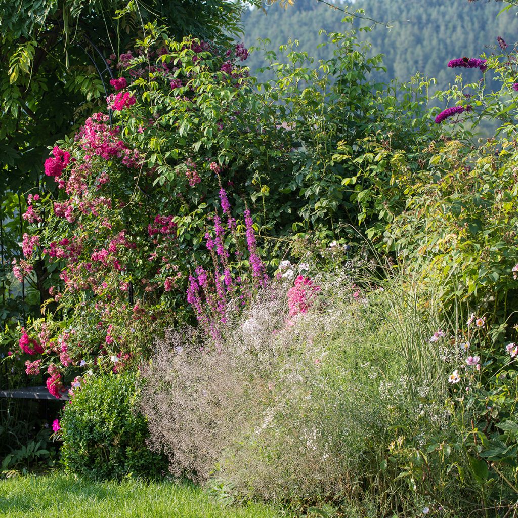 Gypsophila paniculata Schneeflocke