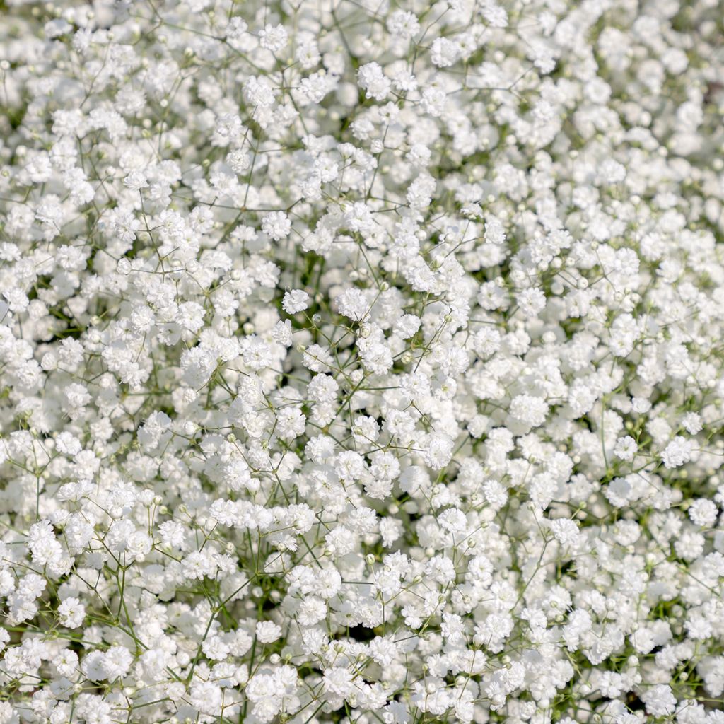 Gypsophila paniculata Snow Flake