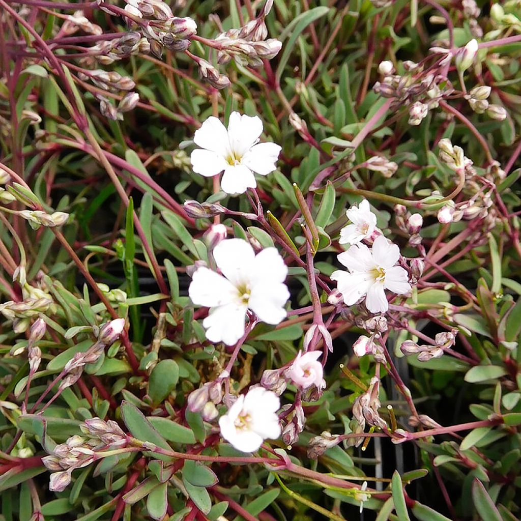 Gypsophile repens Dubia