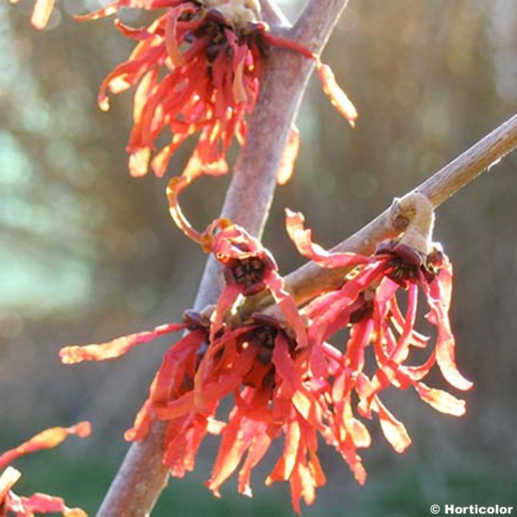 Hamamelis intermedia Diane - Amamelide