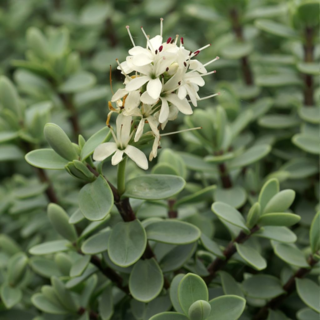 Hebe carnulosa - Veronica