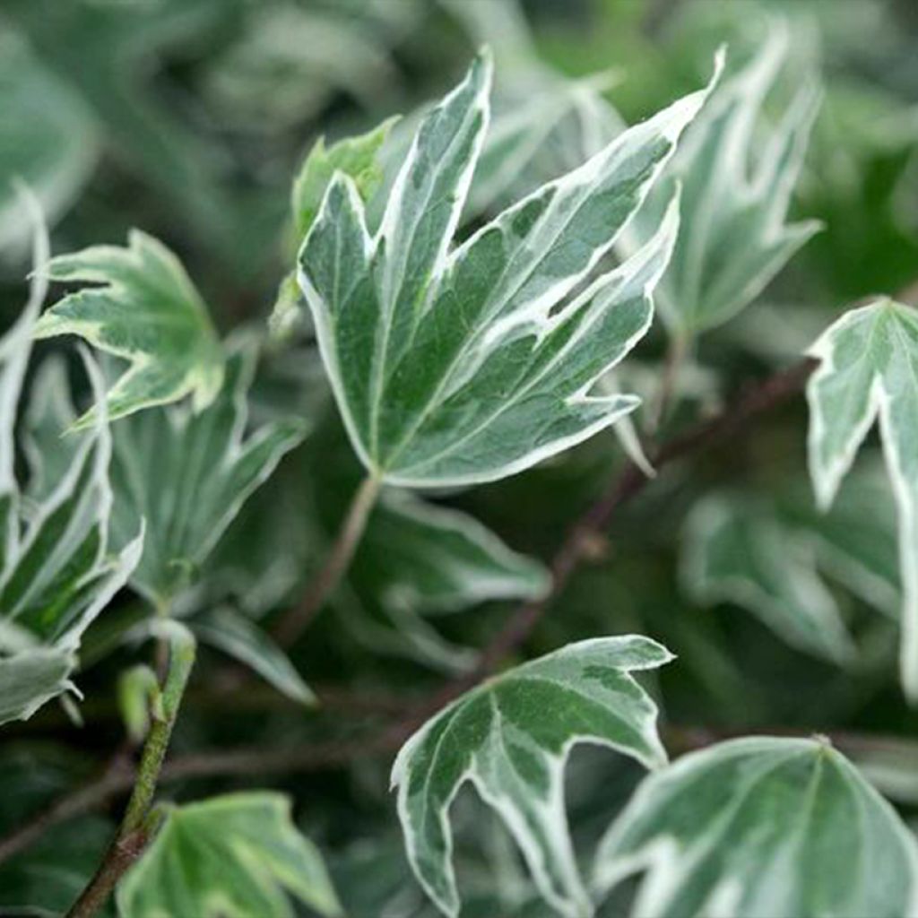 Hedera helix White Ripple - Edera variegata