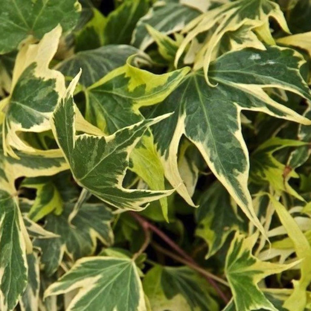 Hedera helix Yellow Ripple - Edera variegata