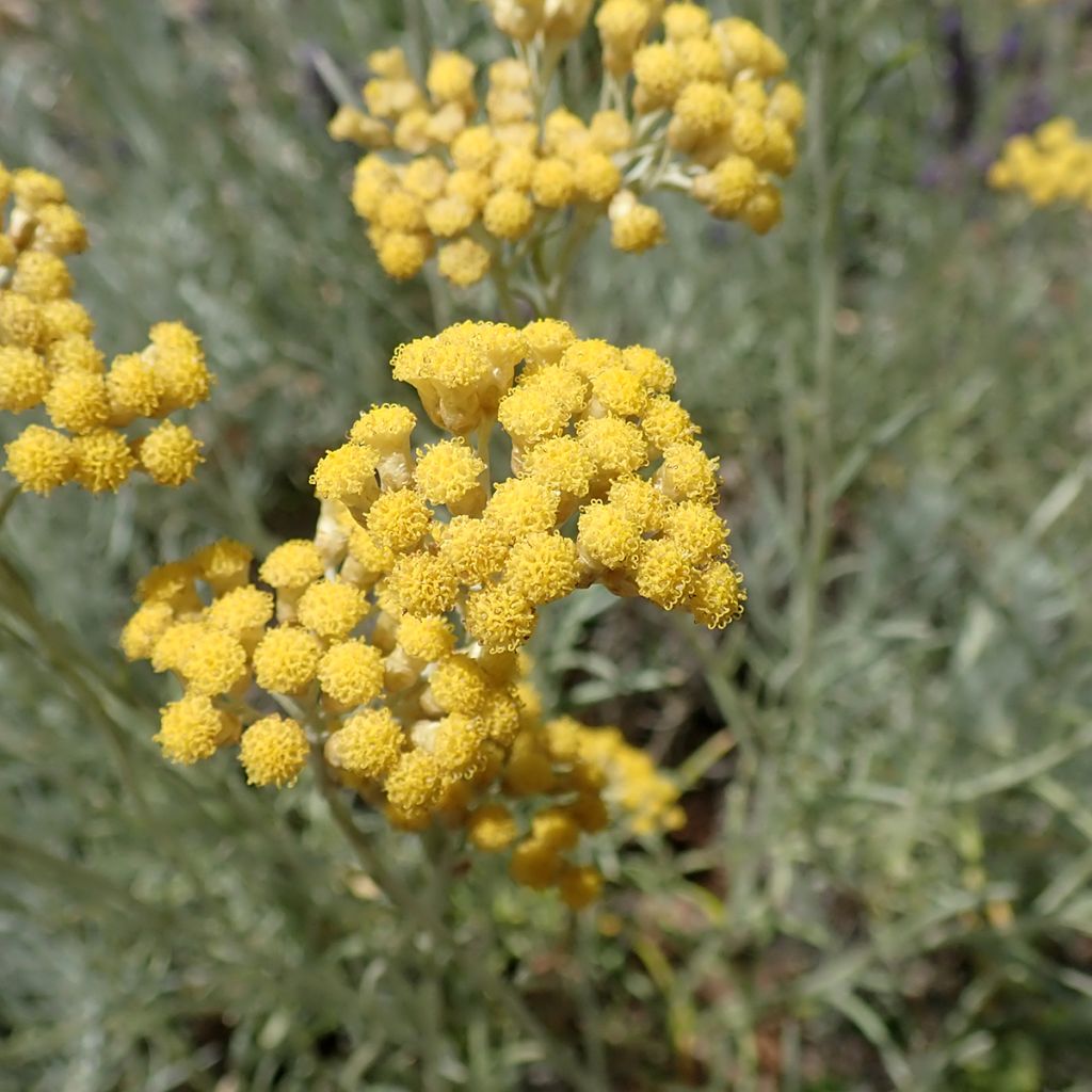 Elicriso italiano - Helichrysum italicum subsp. serotinum