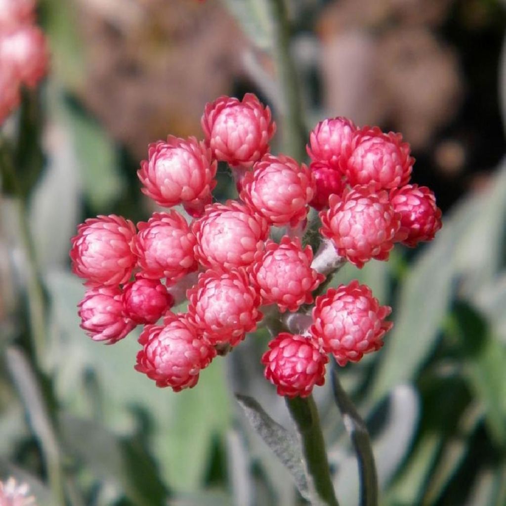 Helichrysum amorginum Ruby Cluster - Elicriso