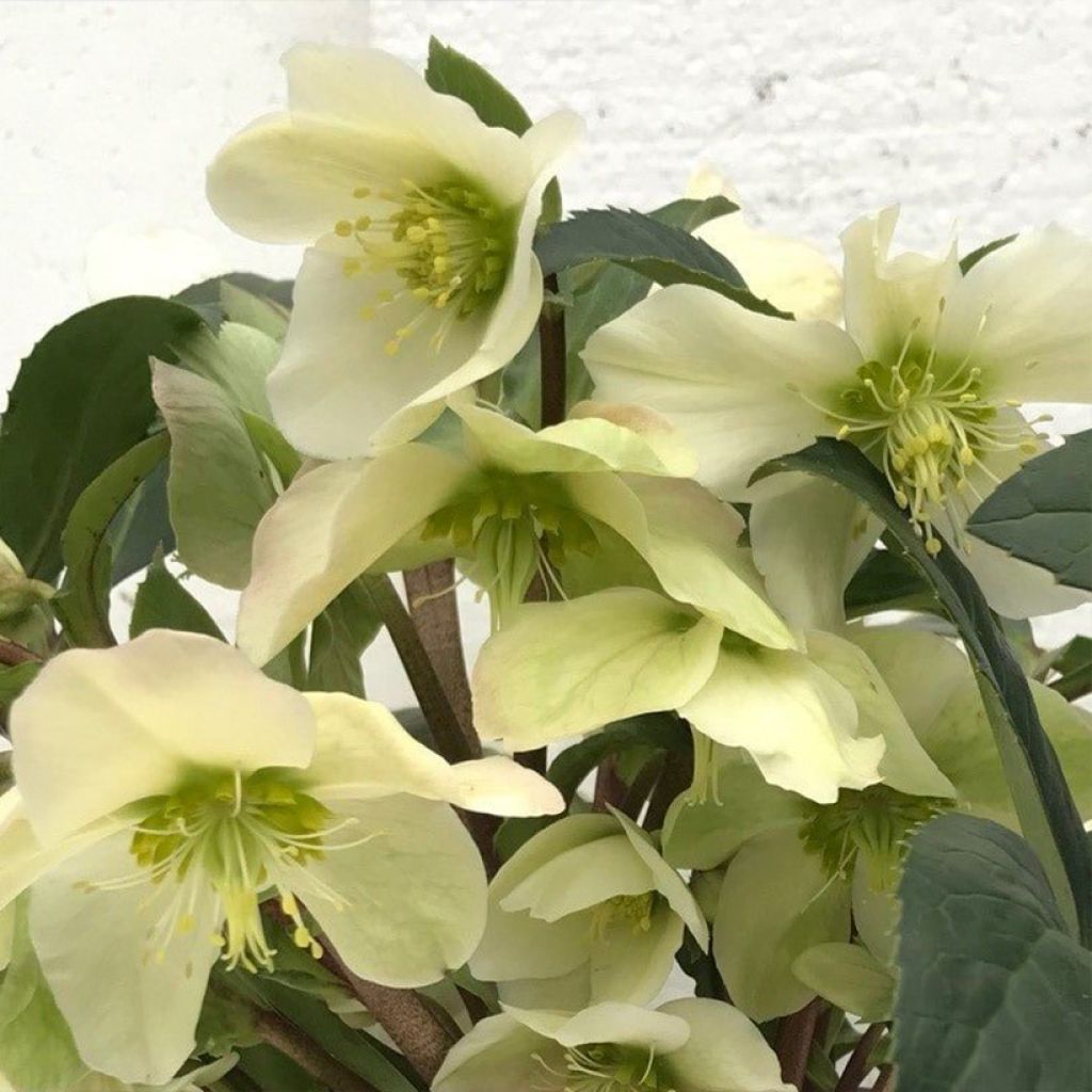 Helleborus ericsmithii Scrat Ice - Elleboro